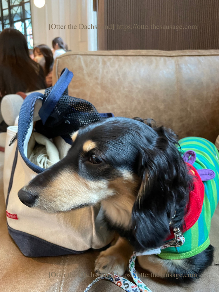 Blog image_the jones cafe and bar_kimpton shinjuku tokyo_travel with dogs_hang out with dogs_dog frendly hotel_202207_キンプトン東京新宿_ザジョーンズ_犬連れカフェ_犬とお出かけ_オッター_真面目